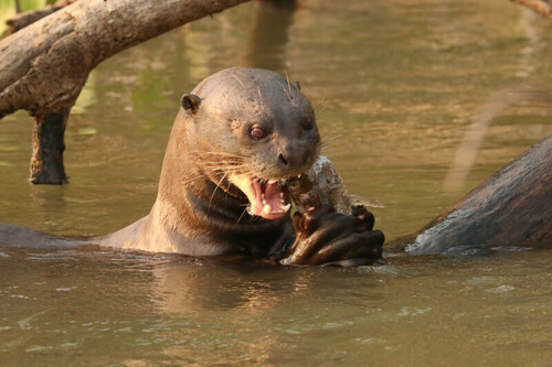 Giant Otter, Mato Grosso, BR, photo 6 of 10