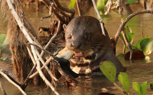 Giant Otter, Mato Grosso, BR, photo 9 of 10