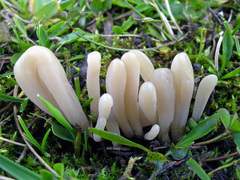 Clavaria tenuipes
