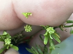 Lepidium ruderale