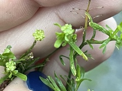 Lepidium ruderale