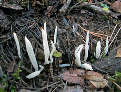 Clavaria fragilis