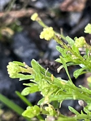 Lepidium ruderale