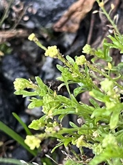 Lepidium ruderale