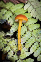 Hygrocybe marchii