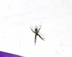 Cyrtophora cicatrosa