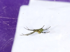 Cyrtophora cicatrosa