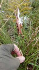 Asclepias linearis