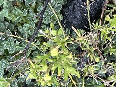 Lepidium ruderale