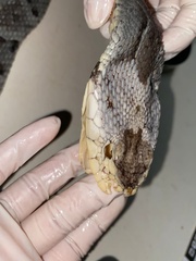 Bothrops
