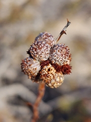 Tanaostigmodes howardii
