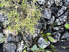 Lepidium ruderale