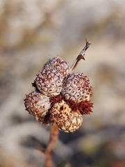 Tanaostigmodes howardii