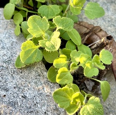 Veronica hederifolia
