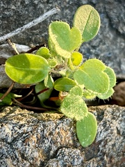 Veronica hederifolia