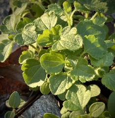 Veronica hederifolia