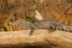 Yacare Caiman photo 2
