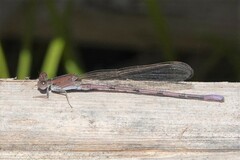 Argia pallens