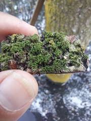 Syntrichia papillosa