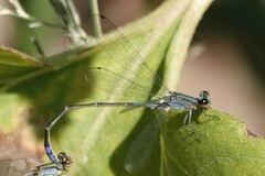 Enallagma novaehispaniae