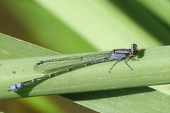 Enallagma novaehispaniae