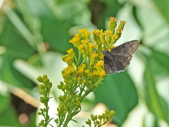 Erynnis funeralis