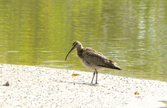 Numenius phaeopus hudsonicus