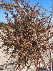 Phoradendron californicum