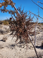 Phoradendron californicum