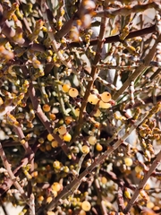 Phoradendron californicum