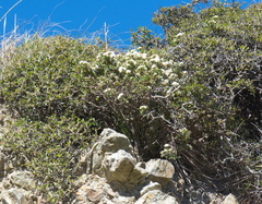 Pimelea cryptica