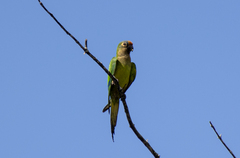 Eupsittula aurea