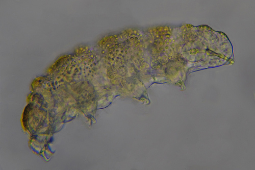 Microhypsibiidae image