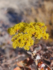 Eriogonum corymbosum nilesii