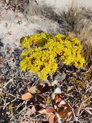 Eriogonum corymbosum nilesii