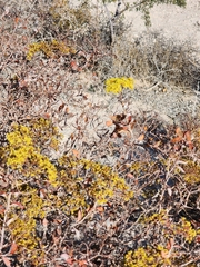 Eriogonum corymbosum nilesii