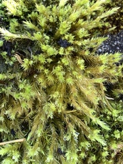 Homalothecium fulgescens