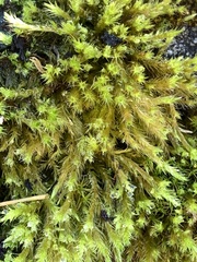 Homalothecium fulgescens