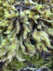 Homalothecium fulgescens