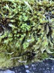 Homalothecium fulgescens