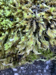 Homalothecium fulgescens