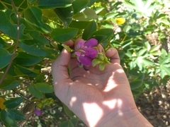 Canavalia bonariensis