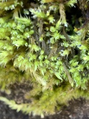 Homalothecium fulgescens