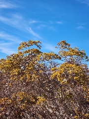 Eriogonum corymbosum nilesii