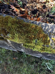 Homalothecium fulgescens