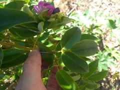 Canavalia bonariensis