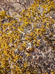Eriogonum corymbosum nilesii