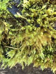 Homalothecium fulgescens