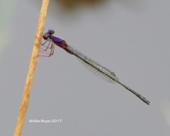 Enallagma dubium