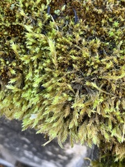 Homalothecium fulgescens
